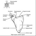 Bones of the pectoral girdle and upper limb (illustrations) (Radiopaedia 42766-45929 C 1).jpg
