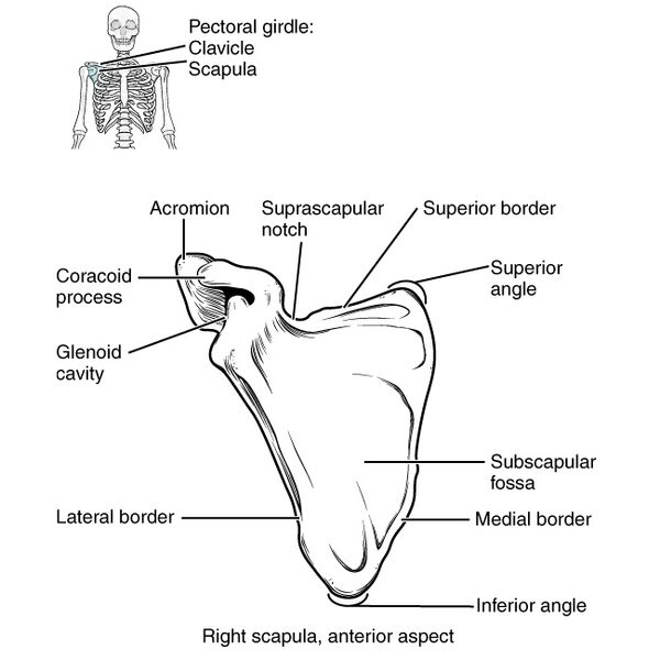 File:Bones of the pectoral girdle and upper limb (illustrations) (Radiopaedia 42766-45929 C 1).jpg