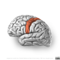 Neuroanatomy- lateral cortex (diagrams) (Radiopaedia 46670-51313 Precentral gyrus 4).png