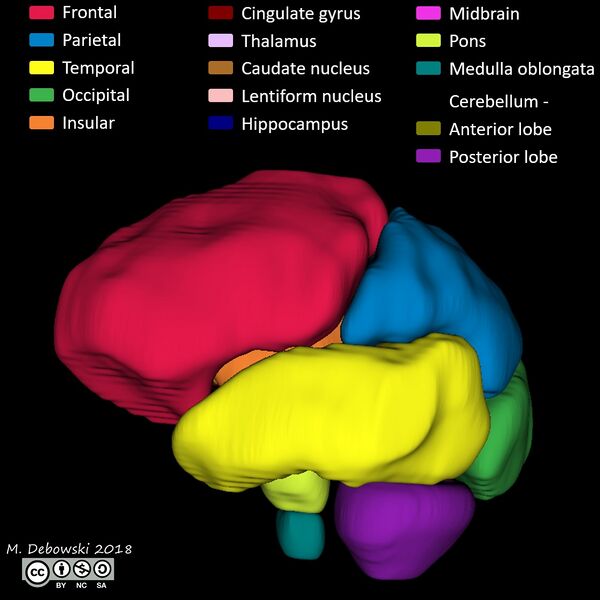 File:Brain lobes - annotated MRI (Radiopaedia 61691-69700 3D reconstruction 37).JPG