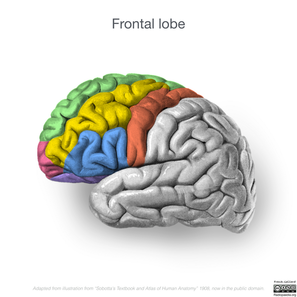 File:Neuroanatomy- lateral cortex (diagrams) (Radiopaedia 46670-51313 Frontal lobe gyri 2).png