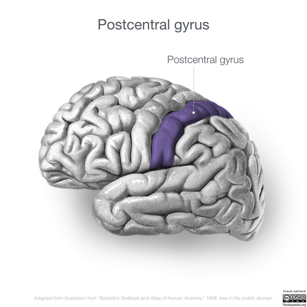 File:Neuroanatomy- lateral cortex (diagrams) (Radiopaedia 46670-51313 Postcentral gyrus 1).png