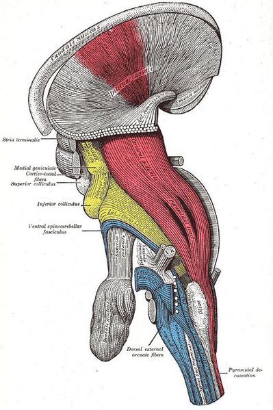 File:Brainstem - Gray's anatomy illustration (Radiopaedia 36268-37823 C 1).jpg