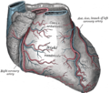 Cardiac vessels - Gray's anatomy illustrations (Radiopaedia 34282-35571 D 1).png