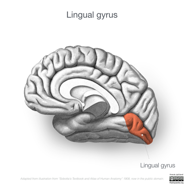 File:Neuroanatomy- medial cortex (diagrams) (Radiopaedia 47208-52697 Lingual gyrus 4).png