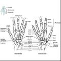 Bones of the pectoral girdle and upper limb (illustrations) (Radiopaedia 42766-45929 G 1).jpg