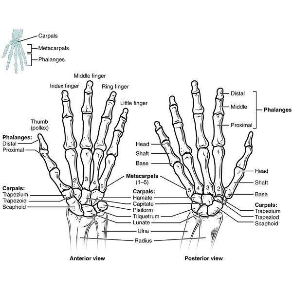 File:Bones of the pectoral girdle and upper limb (illustrations) (Radiopaedia 42766-45929 G 1).jpg