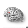 Neuroanatomy- lateral cortex (diagrams) (Radiopaedia 46670-51202 B 4).png
