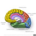 Neuroanatomy- medial cortex (diagrams) (Radiopaedia 47208-51763 Lobes 3).png