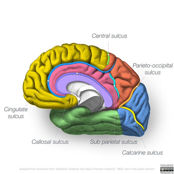 File:Neuroanatomy- medial cortex (diagrams) (Radiopaedia 47208-51763 Lobes 3).png