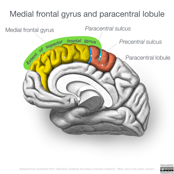 File:Neuroanatomy- medial cortex (diagrams) (Radiopaedia 47208-52697 D 1).png
