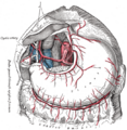 Celiac artery (Gray's illustration) (Radiopaedia 54522).png