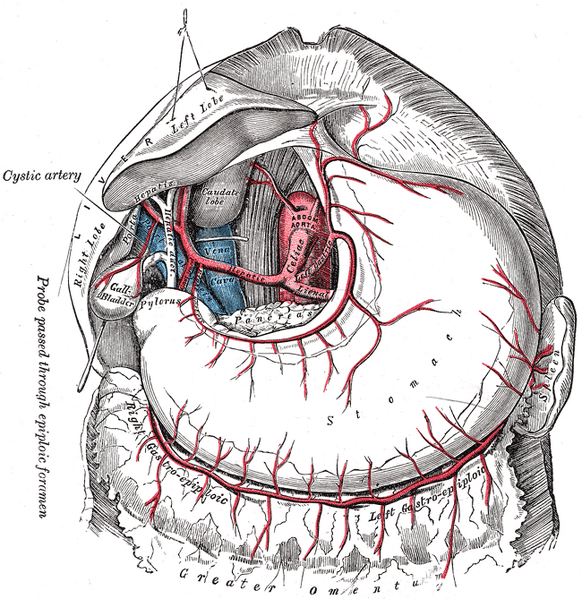 File:Celiac artery (Gray's illustration) (Radiopaedia 54522).png