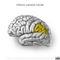 Neuroanatomy- lateral cortex (diagrams) (Radiopaedia 46670-51313 N 3).png