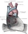 Cardiac vessels - Gray's anatomy illustrations (Radiopaedia 34282-35571 B 1).png