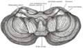 Cerebellum inferior surface (Gray's illustration) (Radiopaedia 81791).png