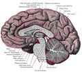 Brain (sagittal section) - Gray's anatomy illustration (Radiopaedia 36255).jpg
