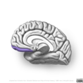Neuroanatomy- medial cortex (diagrams) (Radiopaedia 47208-52697 Gyrus rectus 4).png