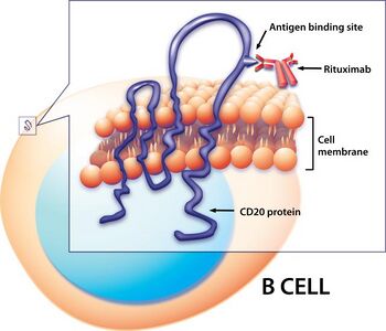 Illustration of Rituximab binding to CD20 protein on B cell