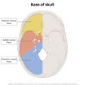 Base of skull (illustrations) (Radiopaedia 59251-66592 B 1).png