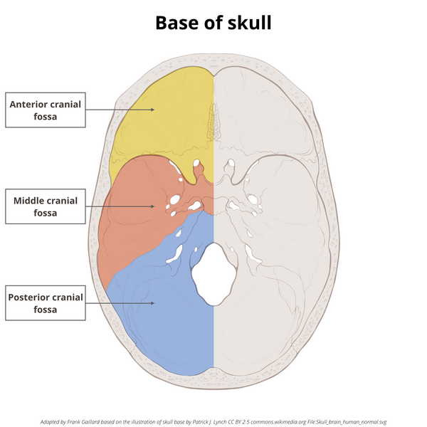 File:Base of skull (illustrations) (Radiopaedia 59251-66592 B 1).png