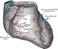 Cardiac vessels - Gray's anatomy illustrations (Radiopaedia 34282-35573 A 1).jpg