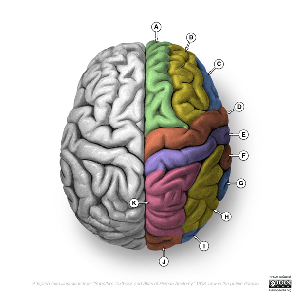 File:Neuroanatomy- superior cortex (diagrams) (Radiopaedia 59317-66668 Gyri 1).png