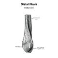 Distal fibula (Gray's illustration) (Radiopaedia 83334).jpeg