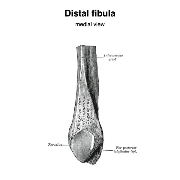 File:Distal fibula (Gray's illustration) (Radiopaedia 83334).jpeg
