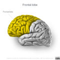 Neuroanatomy- lateral cortex (diagrams) (Radiopaedia 46670-51156 Frontal lobe 3).png