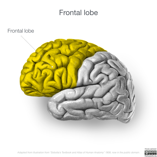 File:Neuroanatomy- lateral cortex (diagrams) (Radiopaedia 46670-51156 Frontal lobe 3).png
