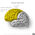 Neuroanatomy- lateral cortex (diagrams) (Radiopaedia 46670-51201 Frontal lobe 6).png