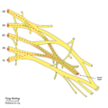 Brachial plexus (diagram) (Radiopaedia 37612-39492 Radial nerve 1).png