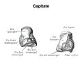Capitate (Gray's illustration) (Radiopaedia 83289).jpeg