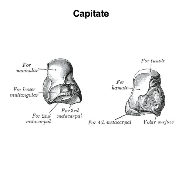 File:Capitate (Gray's illustration) (Radiopaedia 83289).jpeg