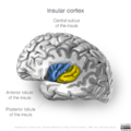 Neuroanatomy- insular cortex (diagrams) (Radiopaedia 46846-51375 E 4).png