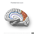 Neuroanatomy- medial cortex (diagrams) (Radiopaedia 47208-58969 D 3).png