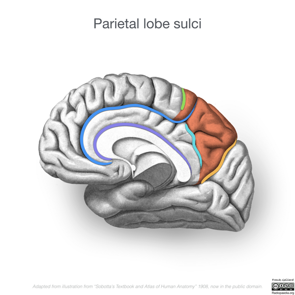 File:Neuroanatomy- medial cortex (diagrams) (Radiopaedia 47208-58969 D 3).png