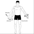 Anatomical terms for motion (illustrations) (Radiopaedia 42553-45683 C 1).jpg