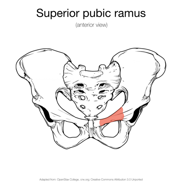 File:Bony pelvis (illustrations) (Radiopaedia 42764-45927 J 1).png