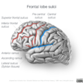 Neuroanatomy- lateral cortex (diagrams) (Radiopaedia 46670-51201 C 1).png
