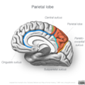 Neuroanatomy- medial cortex (diagrams) (Radiopaedia 47208-51763 Parietal lobe 2).png
