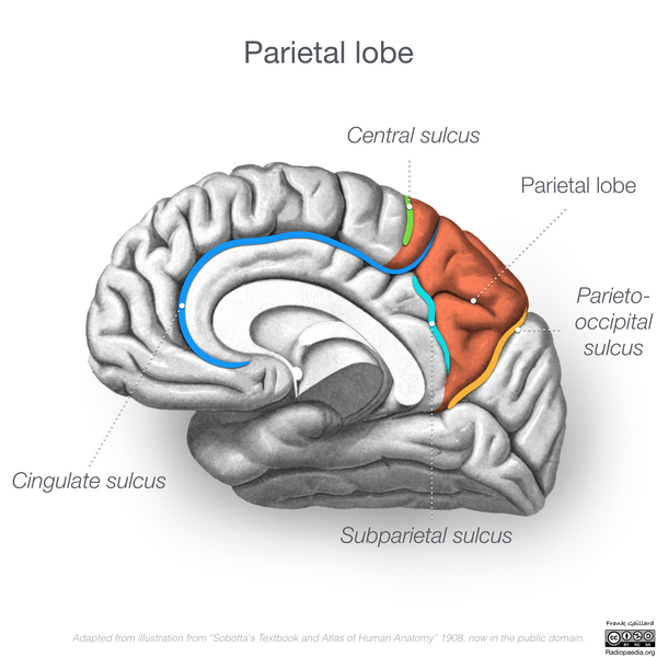 File:Neuroanatomy- medial cortex (diagrams) (Radiopaedia 47208-51763 Parietal lobe 2).png