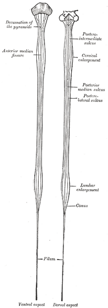 File:Spinal cord (Gray's illustration) (Radiopaedia 81946-95906 None 1).png