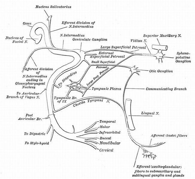 File:Facial nerve - Gray's anatomy illustration (Radiopaedia 35928).jpg