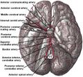Cerebral arterial supply to the brain (illustration) (Radiopaedia 36079).jpg
