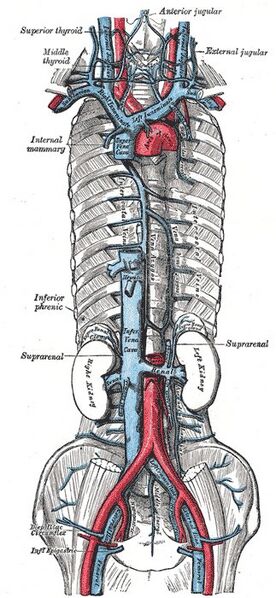 File:Inferior vena cava and aorta (Radiopaedia 36240).jpg