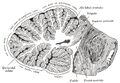Cerebellum (sagittal) - Gray's anatomy illustration (Radiopaedia 36289).jpg