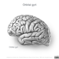 Neuroanatomy- lateral cortex (diagrams) (Radiopaedia 46670-51313 Orbital gyri 2).png