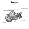 Calcaneus (Gray's illustration) (Radiopaedia 83338-97753 D 1).jpeg